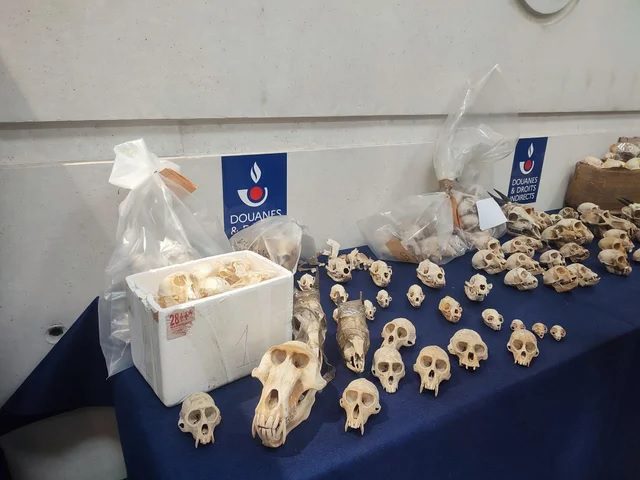 بندروں کی کھوپڑیوں کی اسمگلنگ