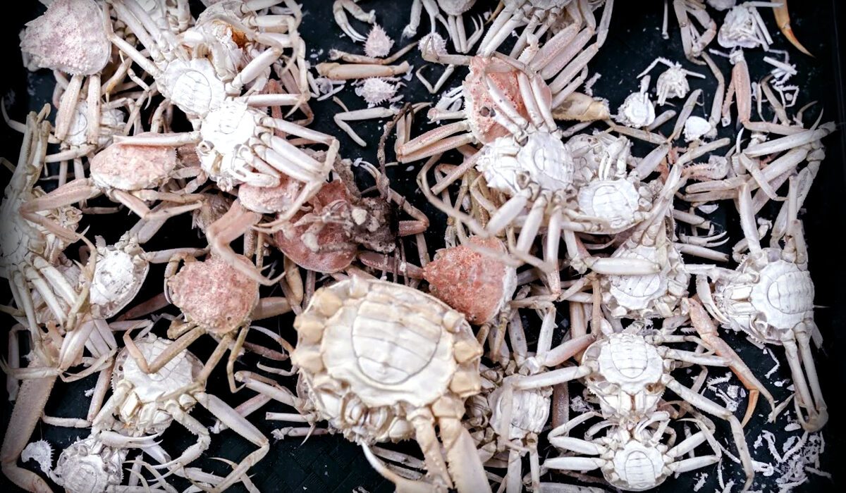 Billions of snow crabs missing in Alaska’s Bering Sea due to population collapse and environmental changes
