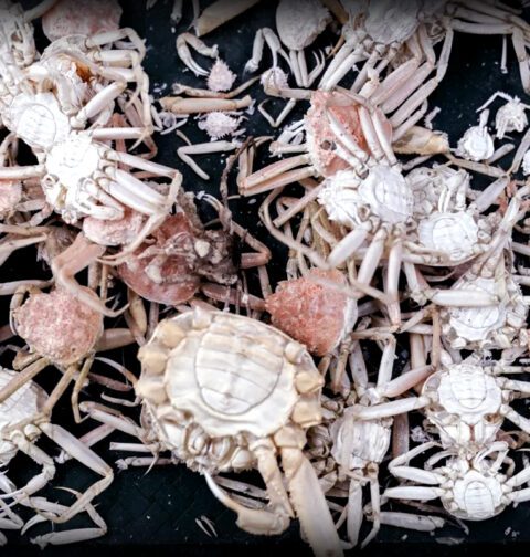 Billions of snow crabs missing in Alaska’s Bering Sea due to population collapse and environmental changes