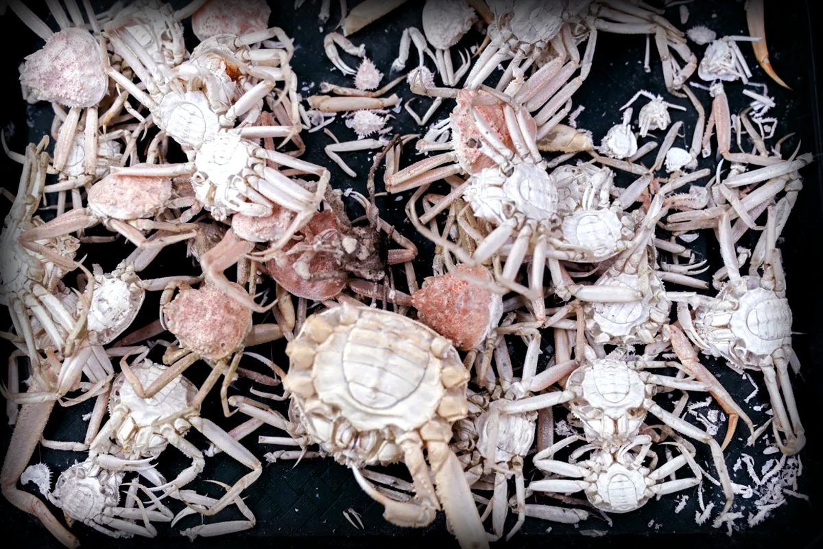 Billions of snow crabs missing in Alaska’s Bering Sea due to population collapse and environmental changes