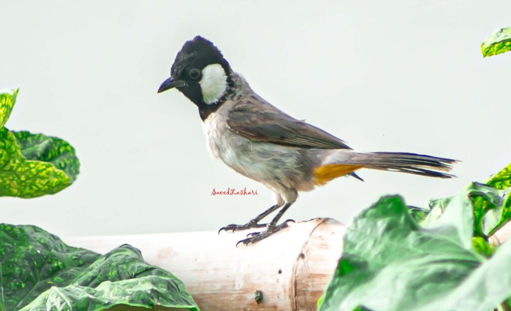 سعید لاشاری کون؟