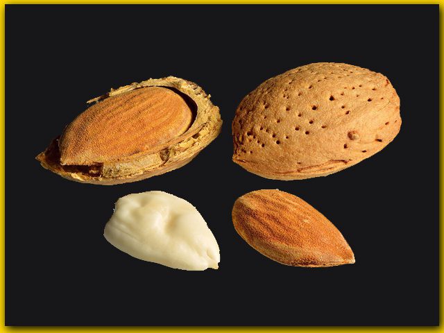 روزانہ بادام کھانے کی عادت: اندرونی چربی کم کرنے کا قدرتی راز