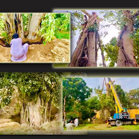 برگد کے درخت کی بحالی