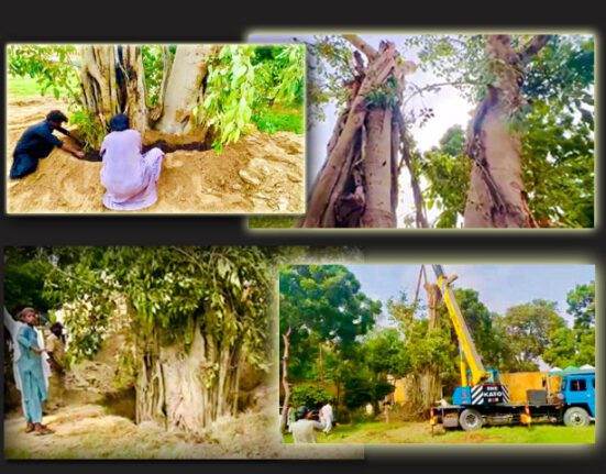 برگد کے درخت کی بحالی