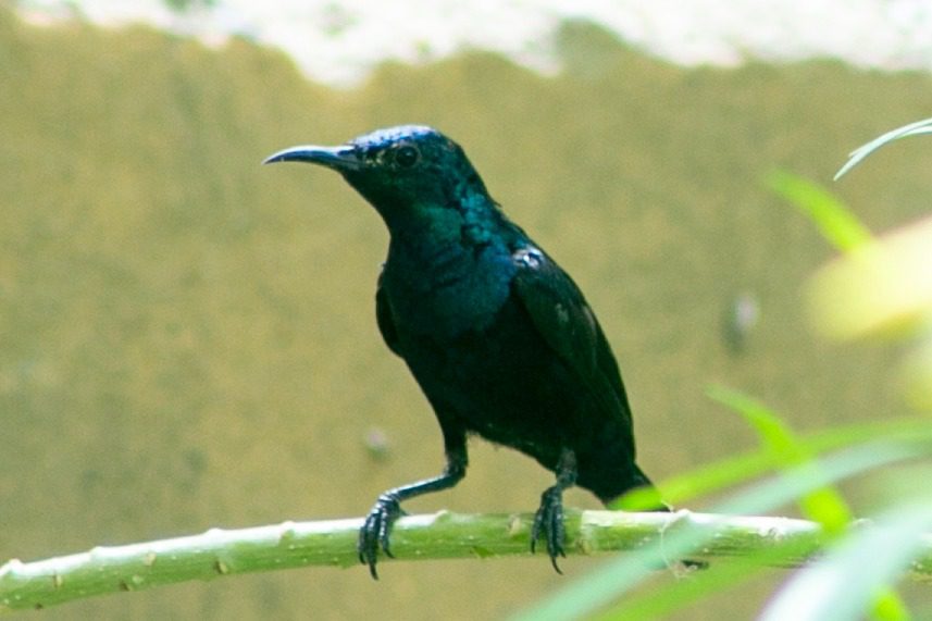 سعید لاشاری کون؟