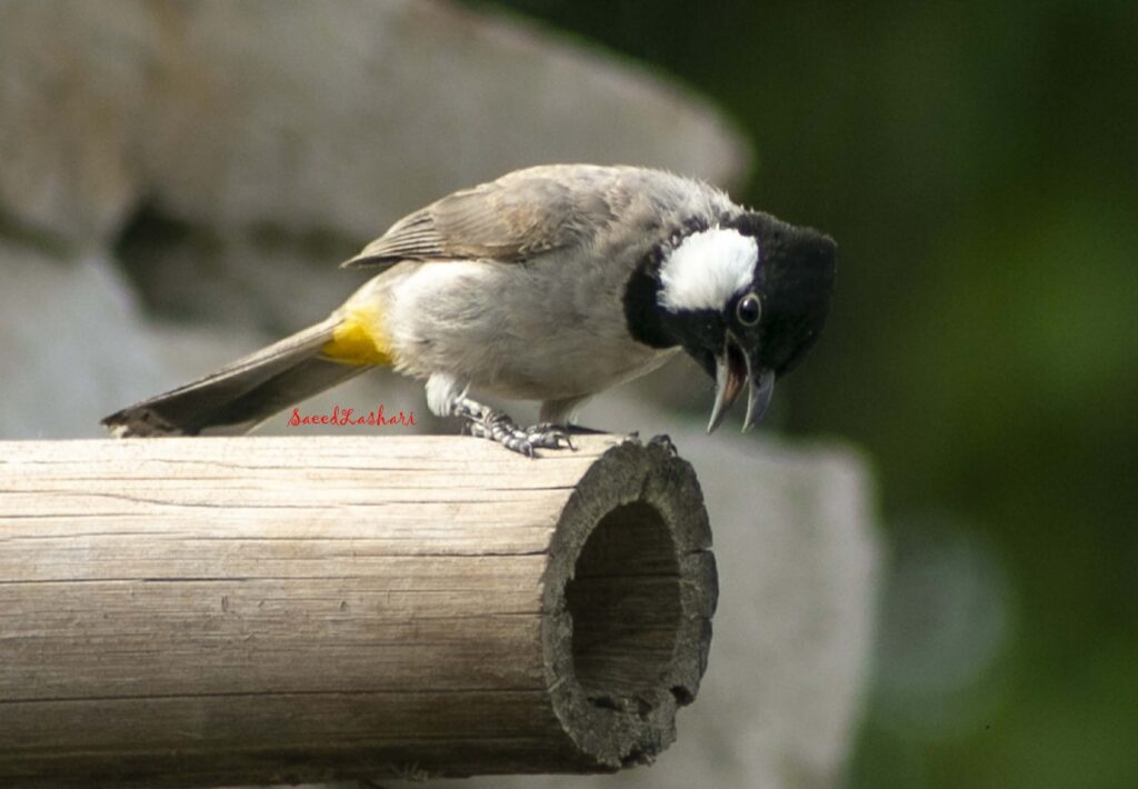 سعید لاشاری کون؟