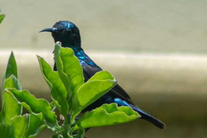 سعید لاشاری کون؟