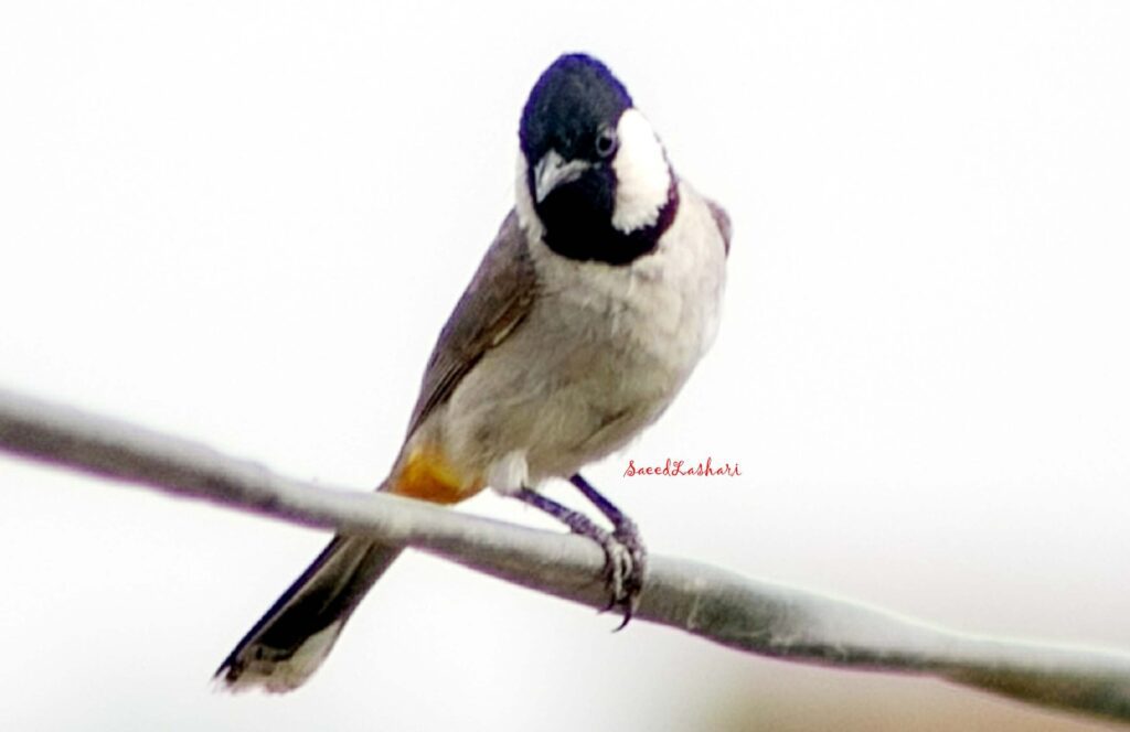 سعید لاشاری کون؟