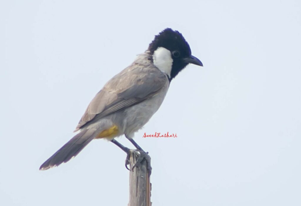 سعید لاشاری کون؟