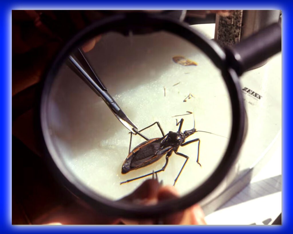 کسنگ بگ کی بیماری