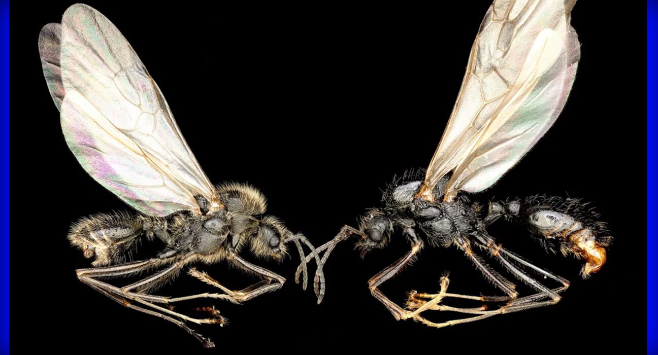 ملکہ چیونٹی