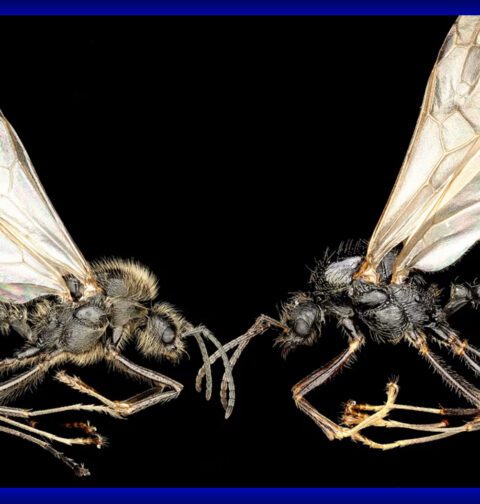 ملکہ چیونٹی