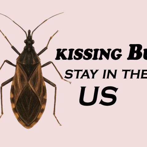 کسنگ بگ کی بیماری