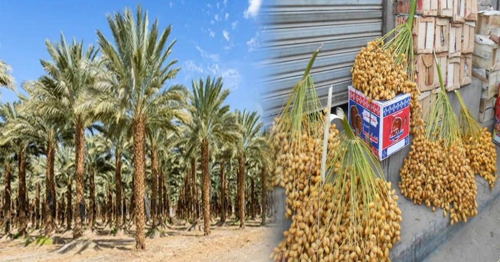 خیرپور کی کھجور