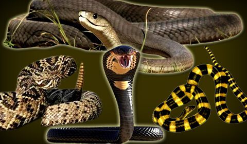 سانپ اور انسان