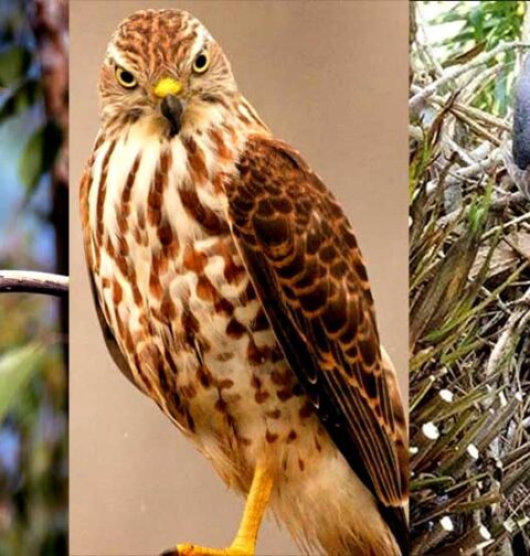 شِکرا پرندے