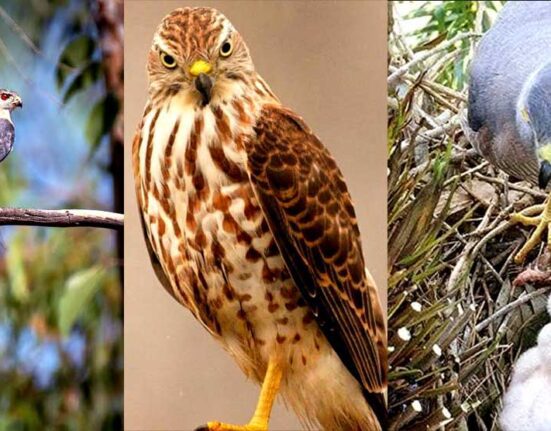 شِکرا پرندے