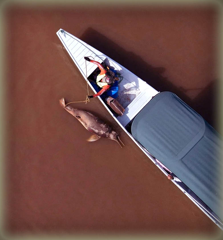 برازیل میں ایمیزون کی لیک تیفے جھیل، 2023 کی شدید گرمی کے دوران 105 ڈگری درجہ حرارت پر، جہاں نایاب ڈولفنز ہلاک ہوئیں