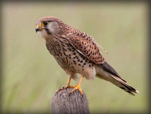 کِسٹریل (Common Kestrel) ہوا میں ہوورنگ کرتے ہوئے شکار کے لیے تیار