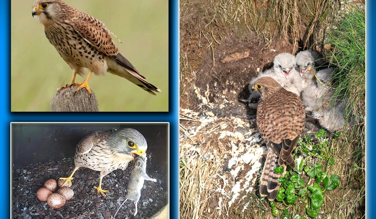 کِسٹریل (Common Kestrel) ہوا میں ہوورنگ کرتے ہوئے شکار کے لیے تیار