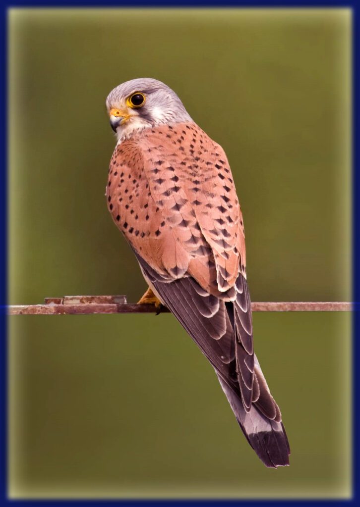 کِسٹریل (Common Kestrel) ہوا میں ہوورنگ کرتے ہوئے شکار کے لیے تیار
