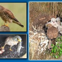 کِسٹریل (Common Kestrel) ہوا میں ہوورنگ کرتے ہوئے شکار کے لیے تیار