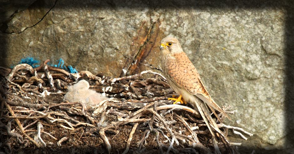 کِسٹریل (Common Kestrel) ہوا میں ہوورنگ کرتے ہوئے شکار کے لیے تیار