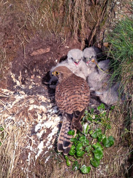 کِسٹریل (Common Kestrel) ہوا میں ہوورنگ کرتے ہوئے شکار کے لیے تیار
