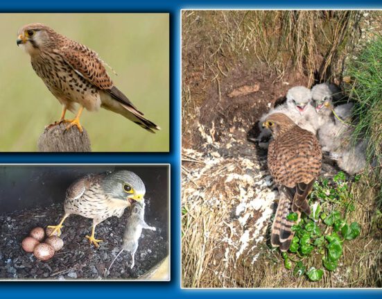 کِسٹریل (Common Kestrel) ہوا میں ہوورنگ کرتے ہوئے شکار کے لیے تیار