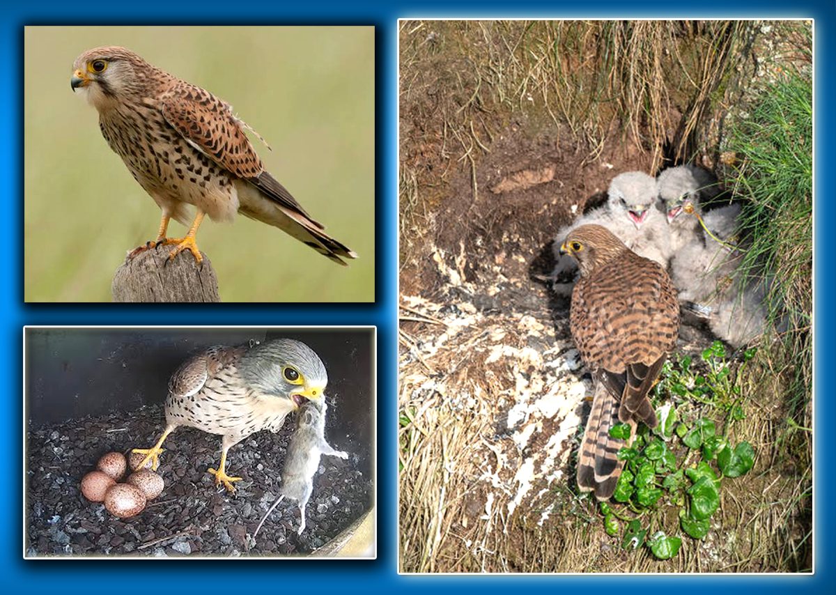 کِسٹریل (Common Kestrel) ہوا میں ہوورنگ کرتے ہوئے شکار کے لیے تیار