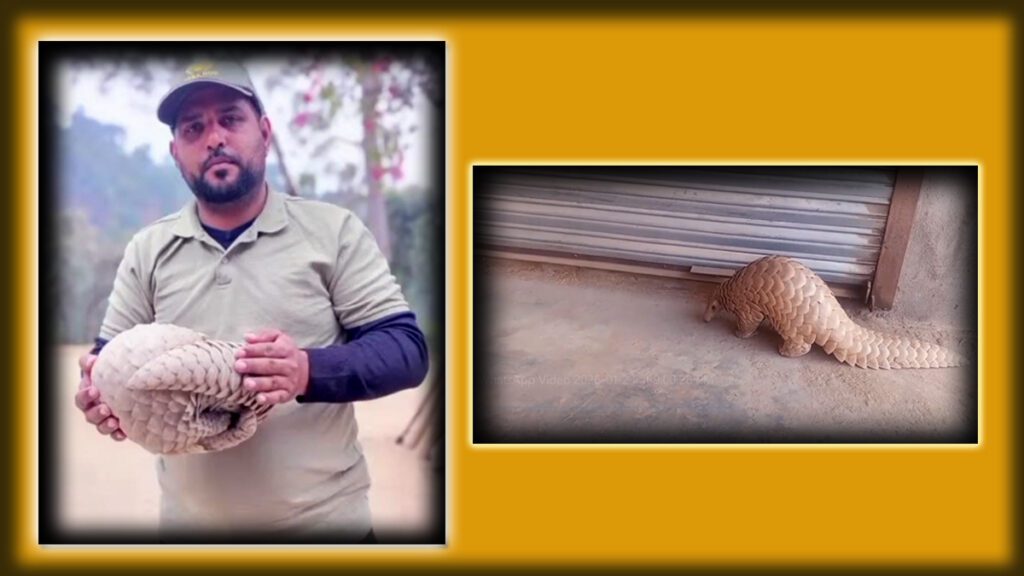 Indian pangolin observed in a residential area highlighting growing wildlife awareness in Pakistan