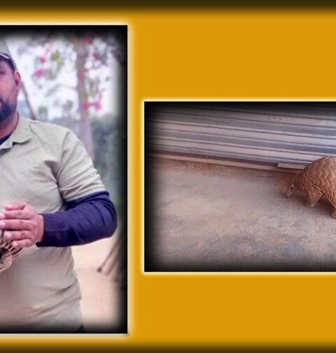 Indian pangolin observed in a residential area highlighting growing wildlife awareness in Pakistan