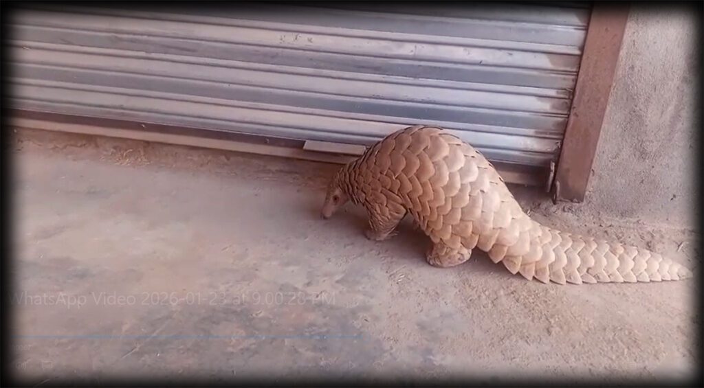 Indian pangolin observed in a residential area highlighting growing wildlife awareness in Pakistan