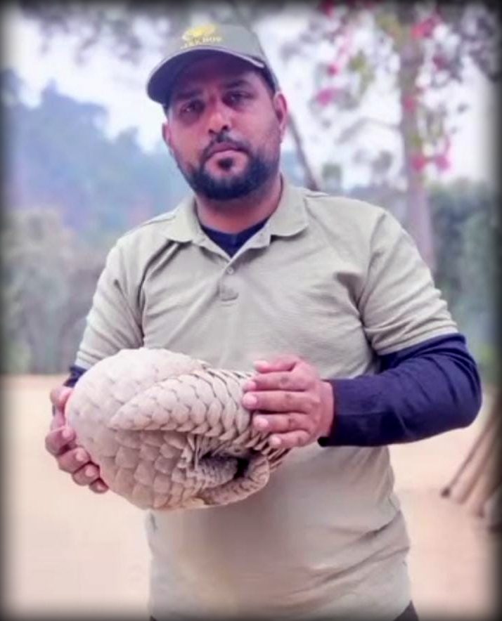 Indian pangolin observed in a residential area highlighting growing wildlife awareness in Pakistan