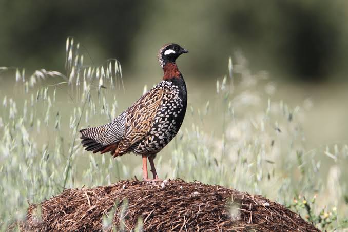 Black Francolin bird in Pakistan - beautiful black and white partridge