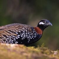 Black Francolin bird in Pakistan - beautiful black and white partridge