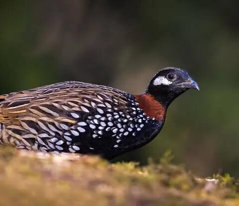 Black Francolin bird in Pakistan - beautiful black and white partridge