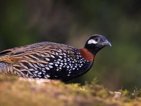 Black Francolin bird in Pakistan - beautiful black and white partridge
