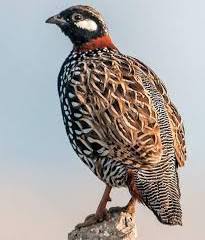 Black Francolin bird in Pakistan - beautiful black and white partridge