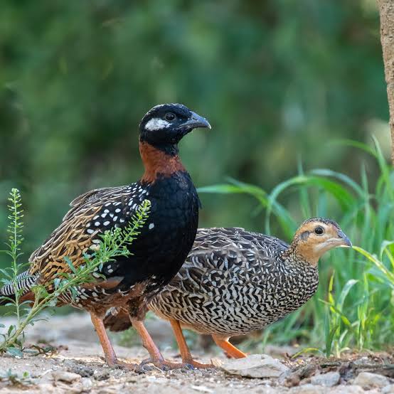 Black Francolin bird in Pakistan - beautiful black and white partridge