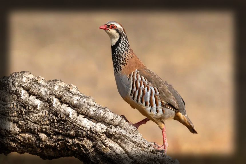 Red-legged partridge bird standing in natural habitat, population declining due to hunting, agriculture and climate vulnerability