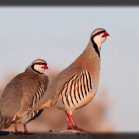 Red-legged partridge bird standing in natural habitat, population declining due to hunting, agriculture and climate vulnerability