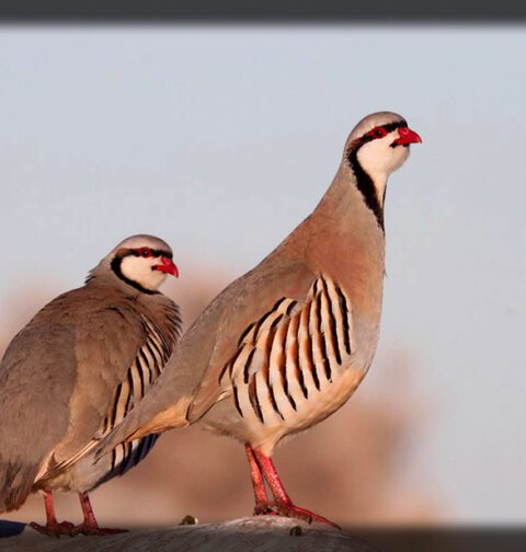 Red-legged partridge bird standing in natural habitat, population declining due to hunting, agriculture and climate vulnerability
