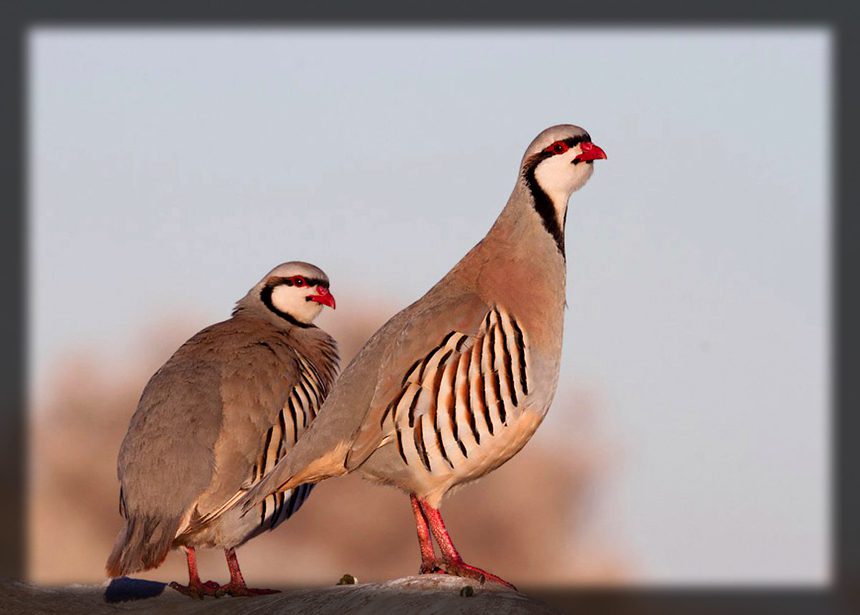 Red-legged partridge bird standing in natural habitat, population declining due to hunting, agriculture and climate vulnerability