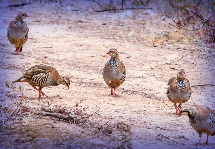 Red-legged partridge bird standing in natural habitat, population declining due to hunting, agriculture and climate vulnerability