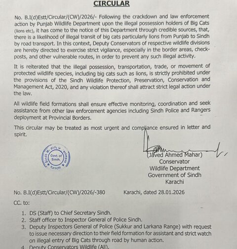 Sindh Wildlife Department monitoring illegal lion transportation from Punjab to Sindh for wildlife protection