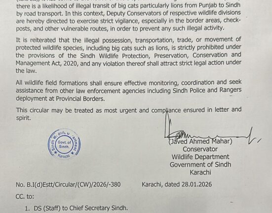 Sindh Wildlife Department monitoring illegal lion transportation from Punjab to Sindh for wildlife protection
