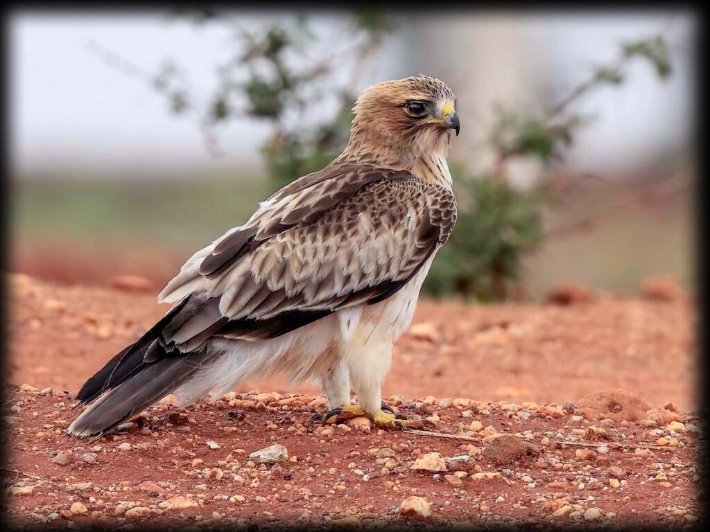 Booted Eagle (Hieraaetus pennatus) in Pakistan