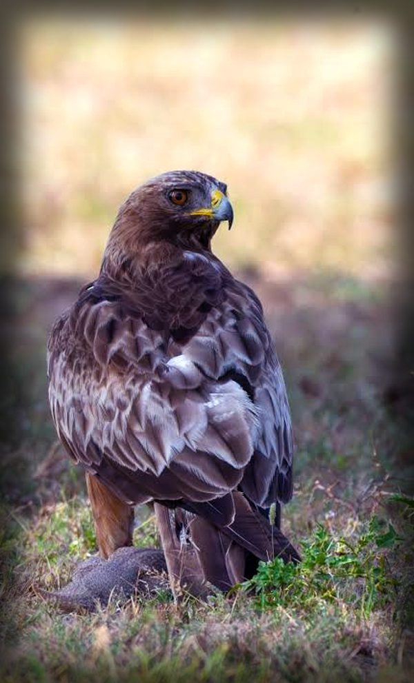 Booted Eagle (Hieraaetus pennatus) in Pakistan