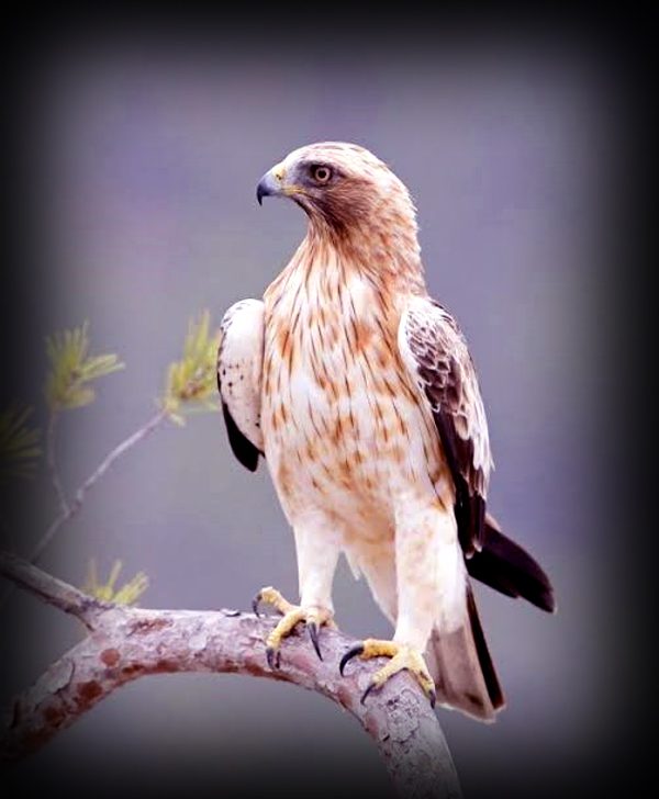 Booted Eagle (Hieraaetus pennatus) in Pakistan